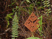 all ferns are instances of natural fractals