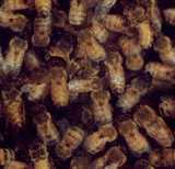 texture: bees