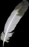 texture: feather1