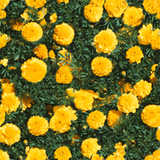 texture: marigold3