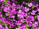 texture: purpleflowers