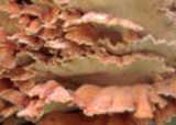 texture: fungus6