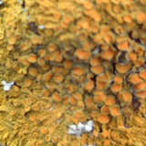 texture: lichen1