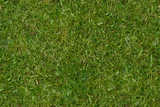 texture: grass11