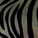 texture: zebra1