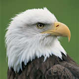 texture: eagle