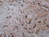 texture: sand22