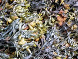texture: seaweed5