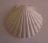 texture: shell3