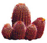 texture: cactus1