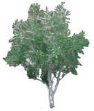 texture: olivetree