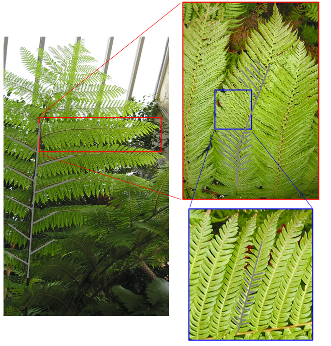 Fern image