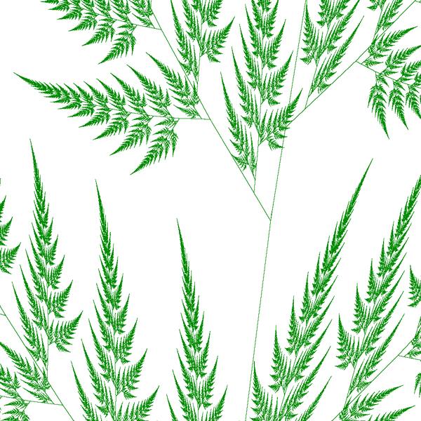 Zoomed in fern