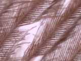 texture: feather200x