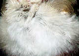 texture: feather6