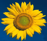 texture: sunflower