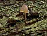 texture: mushroom