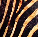 texture: zebra2