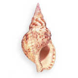 texture: shell1