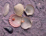 texture: shells_sand2